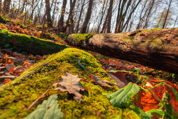 fallen tree overgrown with moss