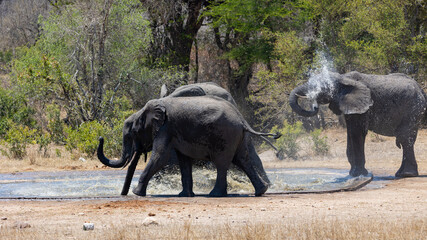 Fototapeta premium African elephants at a waterhole