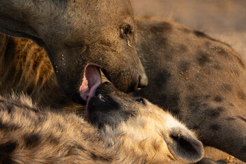 spotted hyena mother and cub