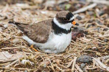 Semipalmated Plover (Charadrius semipalmatus) at nest in St. George Island, Pribilof Islands, Alaska, USA