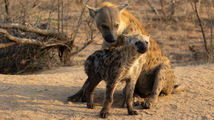 spotted hyena mother and cub