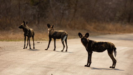 African wild dogs on the road