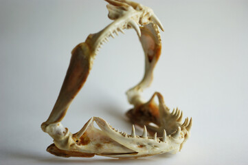 predator teeth. sharp teeth of marine predatory fish