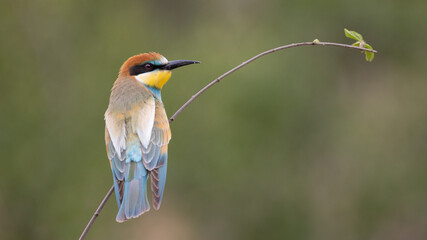 european bee eater with a green background
