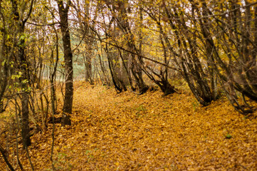 Autumn, Jesień 