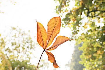 한국의가을낙엽입니다