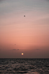 Bird over the Atlantic Ocean during dawn.