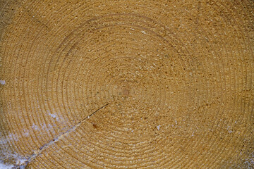 Naklejka premium texture of tree trunk