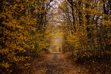 Autumn, Jesień  © Rafal
