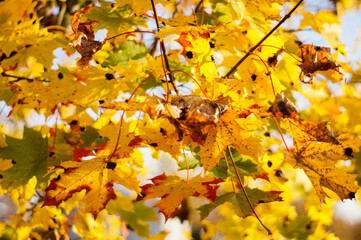 Autumn, Jesień 
