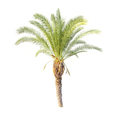 Palm tree cut out on white background.
