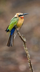 a perched white-fronted bee-eater