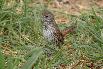 Fox Sparrow (Passerella iliaca) at Chowiet Island, Semidi Islands, Alaska, USA