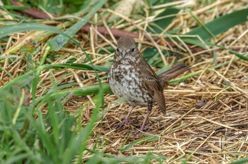 Fox Sparrow (Passerella iliaca) at Chowiet Island, Semidi Islands, Alaska, USA