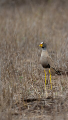an african wattled lapwing in the bush