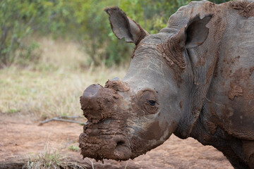 Obraz premium closeup of a wild white rhino