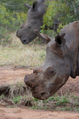 Obraz premium closeup of a wild white rhino
