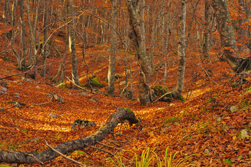 Bosco in autunno con distesa di foglie arancioni. foto arancione della natura 