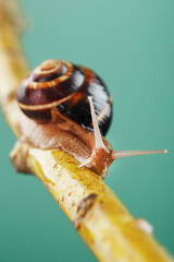 A patient snail with horns and a large shell crawls along a branch on a green background © Alexander