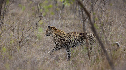 leopard on the move searching for food