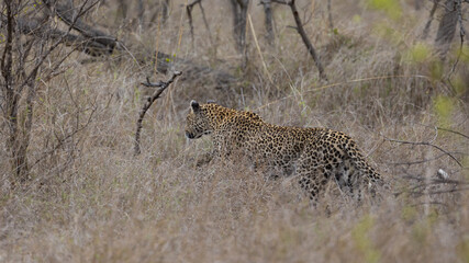 leopard on the move searching for food