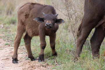 Tuinposter a young cape buffalo calf  © Jurgens