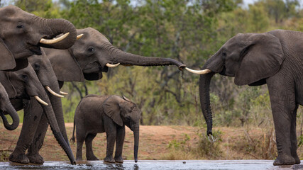 Fototapeta na wymiar A breeding herd of African elephants at a waterhole with a baby calf