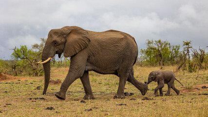 Tiny African elephant calf on the move