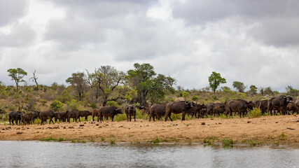 Fototapeta na wymiar big herd of African buffalo at a waterhole