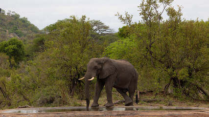 Fototapeta na wymiar Big african elephant bull at a waterhole