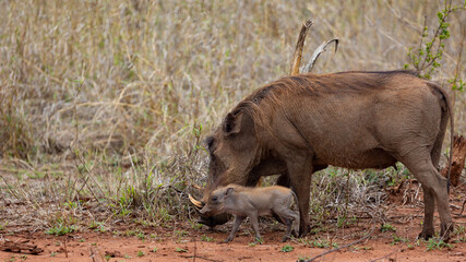 newborn baby warthog with mom
