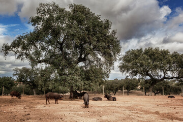 Fototapeta na wymiar Cerdos ibéricos criados con bellota en la dehesa de Extremadura en una piara de guarros de pata negra rodeados de encinas.