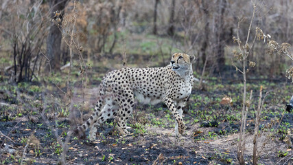 Fototapeta na wymiar a male cheetah in the wild