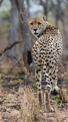 a male cheetah in the wild
