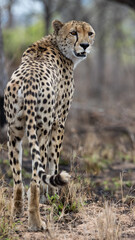 a male cheetah in the wild