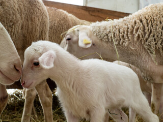Obraz premium young lamb lies in the straw, Very young lamb just standing, eating grass, A newly born lamb rests in straw