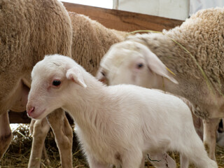 young lamb lies in the straw, Very young lamb just standing, eating grass, A newly born lamb rests in straw