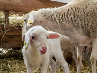 Obraz premium young lamb lies in the straw, Very young lamb just standing, eating grass, A newly born lamb rests in straw
