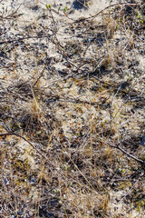 Eggs in nest of Arctic Tern (Sterna paradisaea) in Barents Sea coastal area, Russia