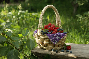 basket full of colorful raspberries and honeysuckle on a wooden bench in a rustic style on a blurred background of green