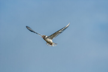 Arctic Terns (Sterna paradisaea) fledgeling in Barents Sea coastal area, Russia