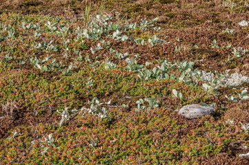 Arctic Tern (Sterna paradisaea) chick in Barents Sea coastal area, Russia