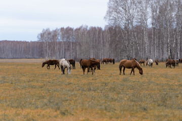 Fototapeta na wymiar A herd of horses grazes on a large field. Autumn grazing of horses against the background of birch forest