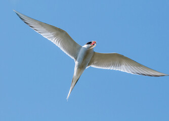 Arctic Tern (Sterna paradisaea) in Barents Sea coastal area, Russia