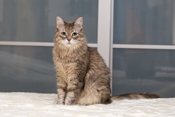 gray cat on a white bedspread