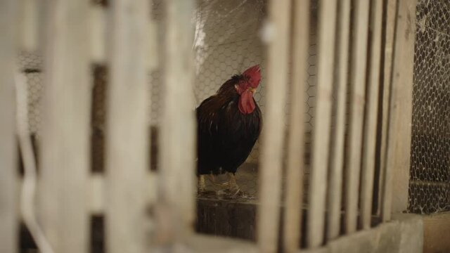 Rooster in the wooden barn slow motion