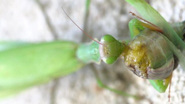 A Green Praying Mantis Female is Eating Another One, Static Macro