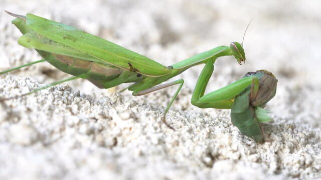 Macro Shot of A Green Praying Mantis eating his Mating Partner, Mantis Religiosa, Sexual Cannibalism