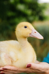 yellow duckling on a background of grass in the hands of a woman