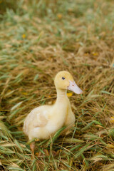 yellow duckling on a background of grass